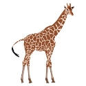 Giraffe Neck Vector Art, Icons, and Graphics for Free Download